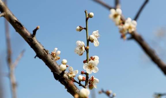 原创 “十里梅林”品梅，还有机会领大奖，萝岗香雪文化旅游节指引来了2