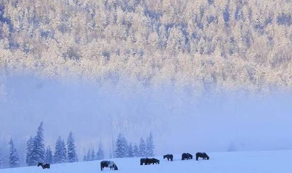 原创 新疆一到冬天,便成了童话本话!又美又仙9