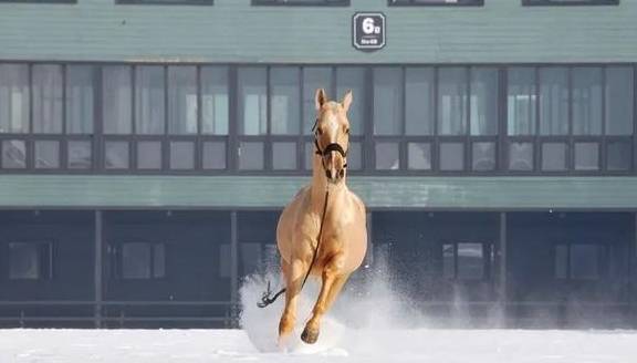 原创 新疆一到冬天,便成了童话本话!又美又仙42