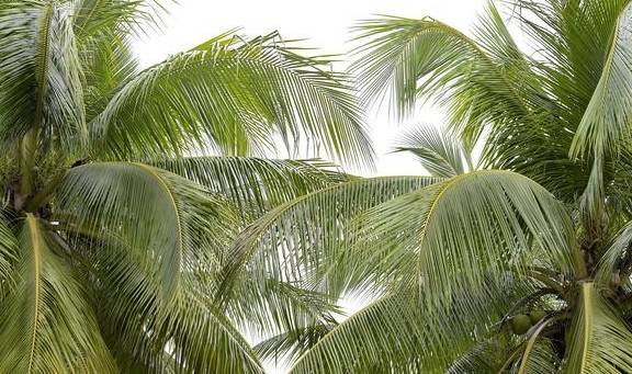 原创 被东北人占领的三亚,是变得更好了,还是变得更差了?2