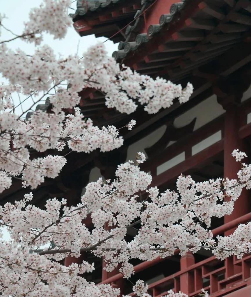 原创 西安这个千年古都又火了,到底有多“宠粉”?看完就知道了16