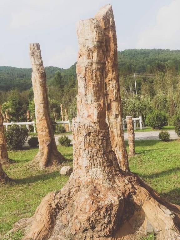 原创 藏在本溪水洞的千年化石王国,看似普通的‘木头’,却是无价之宝5