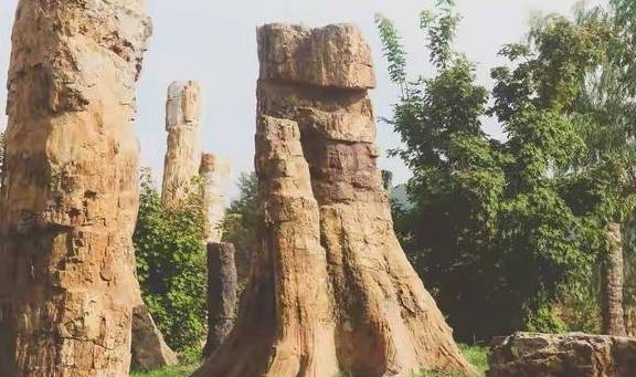 原创 藏在本溪水洞的千年化石王国,看似普通的‘木头’,却是无价之宝6