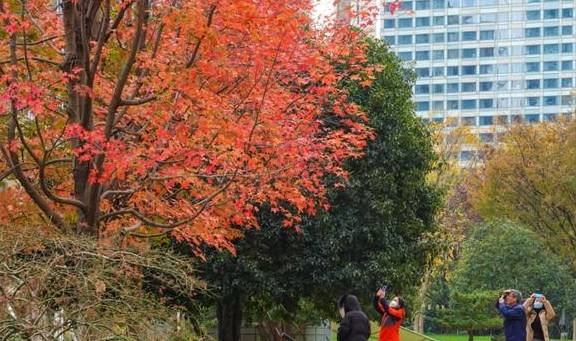 原创 陆家嘴高楼群里的冬日美景,你发现了吗?8