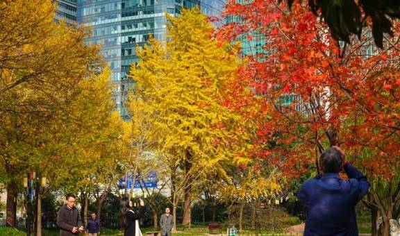 原创 陆家嘴高楼群里的冬日美景,你发现了吗?9