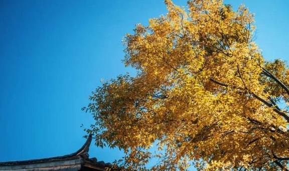 原创 国内最好的酒店集团，柏联必须拥有姓名2