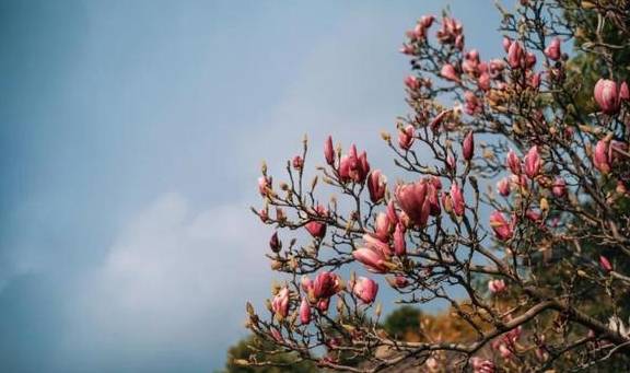 原创 国内最好的酒店集团，柏联必须拥有姓名16
