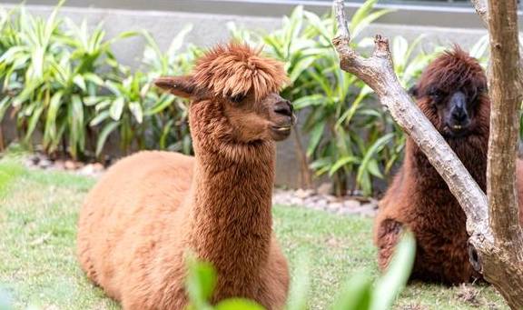 原创 你知道长隆有十大菜系吗?吃货可不能错过的打卡新姿势来了14