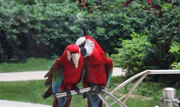 原创 你知道长隆有十大菜系吗?吃货可不能错过的打卡新姿势来了16