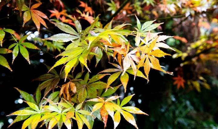 原创 福州最适合观赏云海的景区,超适合周末游,是处进化心灵的好地方11