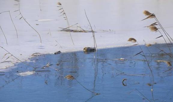 原创 银装素裹的日子,我在皑皑白雪中寻找静谧和美丽,遇见醉美的青岛14