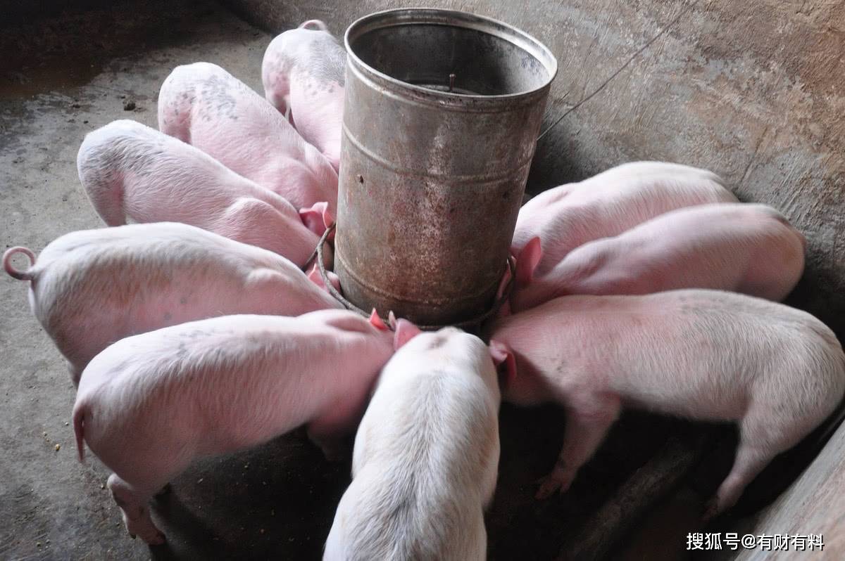 原创 跌破8元！猪肉价格或继续下跌，实现“猪肉自由”的时候到了？6