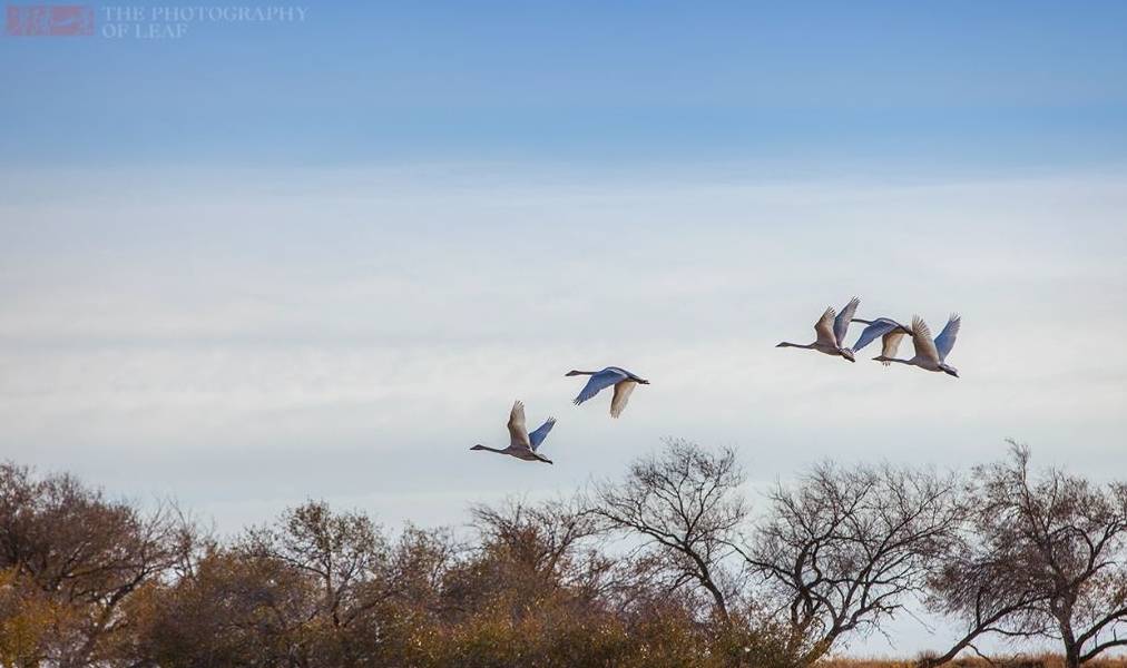 原创 真正的天鹅湖,一个远离人烟的纯洁之地,太美了!就在国内1