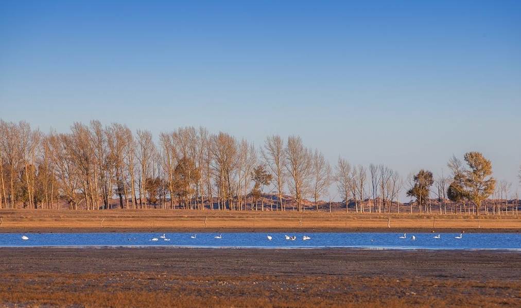 原创 真正的天鹅湖,一个远离人烟的纯洁之地,太美了!就在国内2