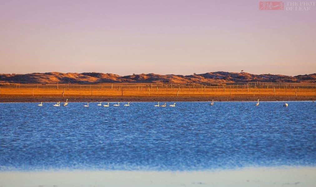 原创 真正的天鹅湖,一个远离人烟的纯洁之地,太美了!就在国内5