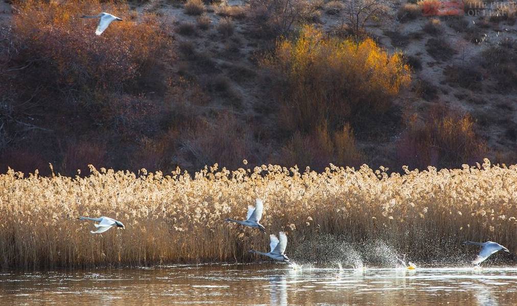 原创 真正的天鹅湖,一个远离人烟的纯洁之地,太美了!就在国内6
