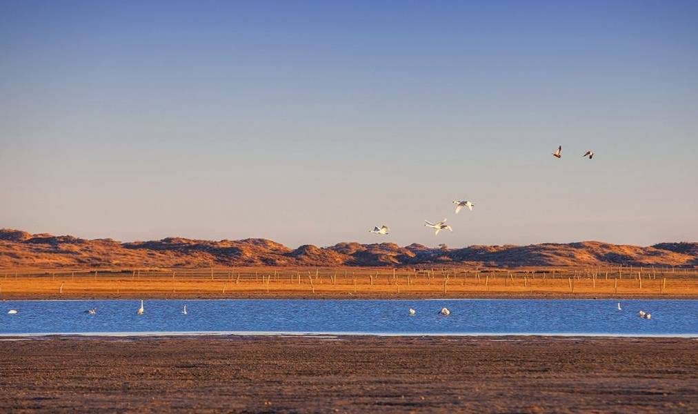 原创 真正的天鹅湖,一个远离人烟的纯洁之地,太美了!就在国内8