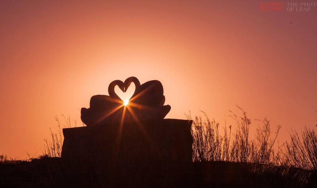 原创 真正的天鹅湖,一个远离人烟的纯洁之地,太美了!就在国内10