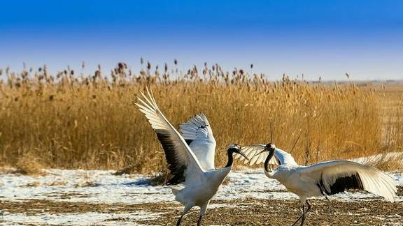 原创 不下雪的降温都是耍流氓!搭国产“雪国列车”,穿着短袖去北极4