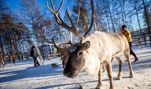 原创 不下雪的降温都是耍流氓!搭国产“雪国列车”,穿着短袖去北极8