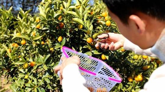 原创 沙坝仔村没坝,但有神农,是城里人向往的村落23