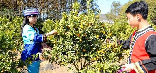 原创 沙坝仔村没坝,但有神农,是城里人向往的村落24