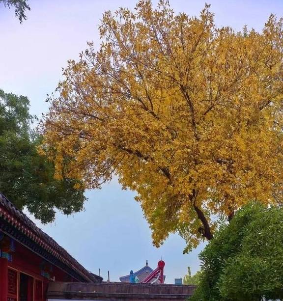 原创 跑在正定古城迎新年，有什么不一样？6