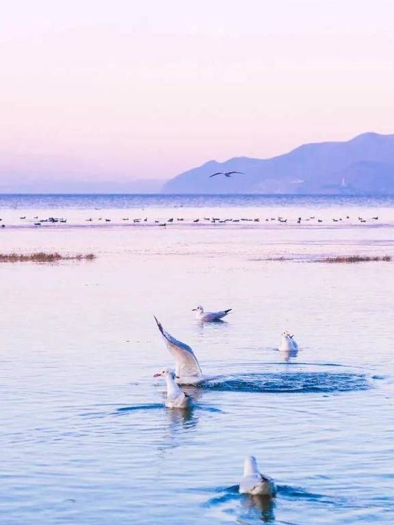 原创 冬日大理，10个温暖疗愈的瞬间16