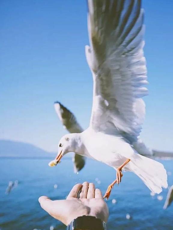 原创 冬日大理，10个温暖疗愈的瞬间17