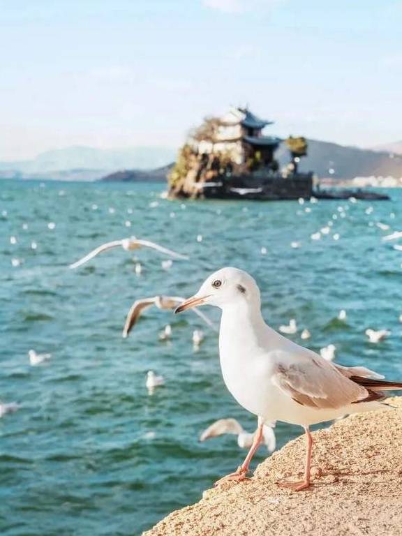 原创 冬日大理，10个温暖疗愈的瞬间18