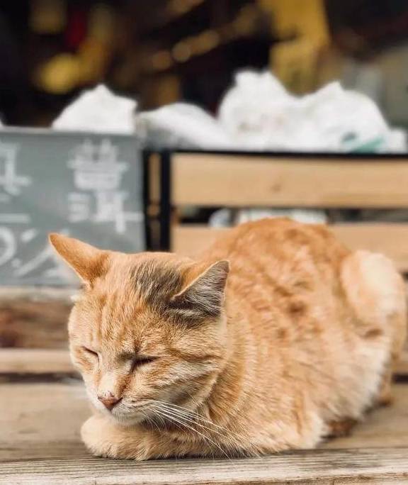 原创 冬日大理，10个温暖疗愈的瞬间36