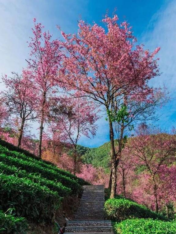 原创 冬日大理，10个温暖疗愈的瞬间47