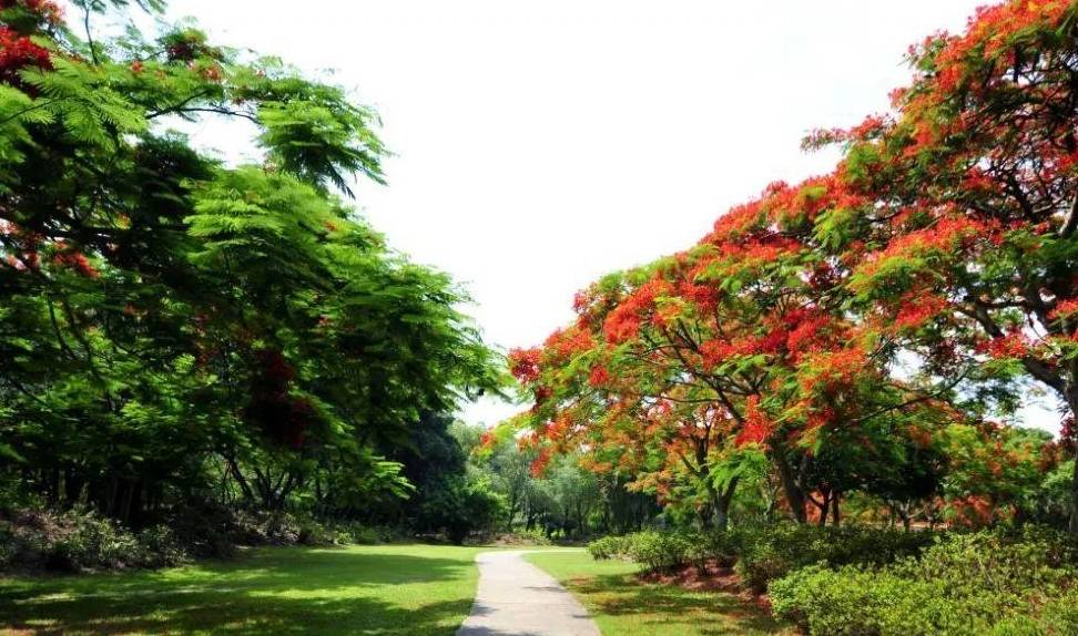 原创 深圳一公园迅速走红,规模远超“大梅沙”,有百处景点免费游览5