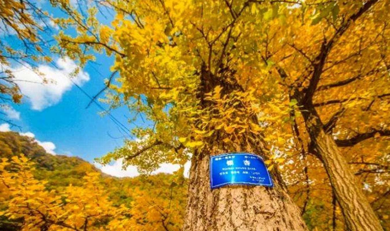 洛阳有座被称为自然博物馆的大山，山中有棵银杏树王，已2300多年4