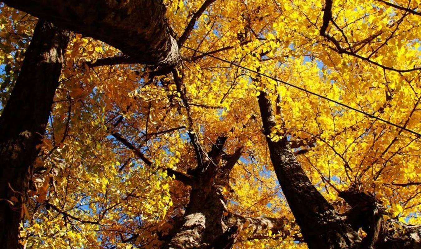 洛阳有座被称为自然博物馆的大山，山中有棵银杏树王，已2300多年5
