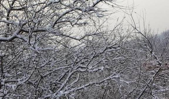 原创 太行雪满山 玉树琼枝景7