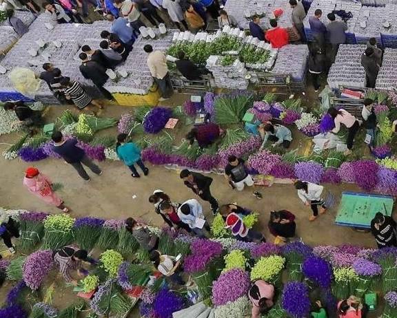 原创 全国“最大”的鲜花产地，“鲜花”论斤卖，好想去称20斤1