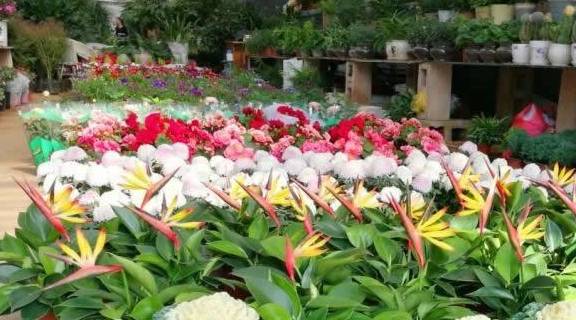 原创 全国“最大”的鲜花产地，“鲜花”论斤卖，好想去称20斤3