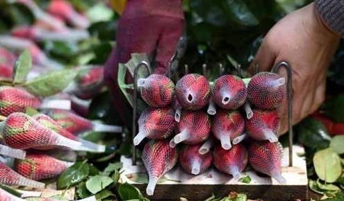 原创 全国“最大”的鲜花产地，“鲜花”论斤卖，好想去称20斤5