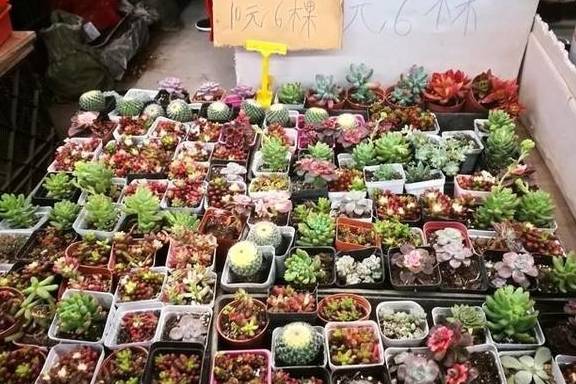 原创 全国“最大”的鲜花产地，“鲜花”论斤卖，好想去称20斤7