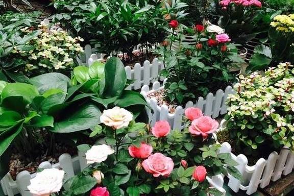 原创 全国“最大”的鲜花产地，“鲜花”论斤卖，好想去称20斤8