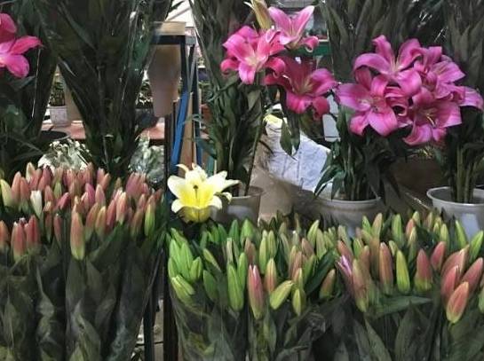 原创 全国“最大”的鲜花产地，“鲜花”论斤卖，好想去称20斤9