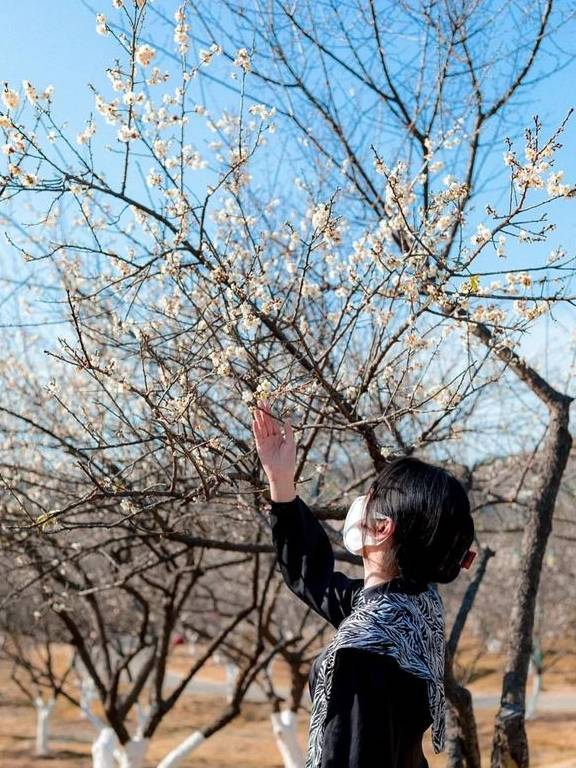 原创 广州「香雪梅花」开了!800000㎡梅花绽放,花期倒计时7天2