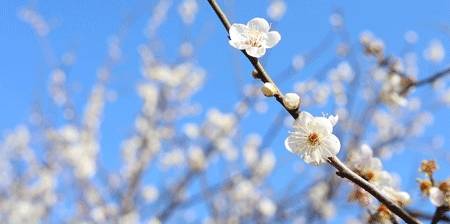 原创 广州「香雪梅花」开了!800000㎡梅花绽放,花期倒计时7天3