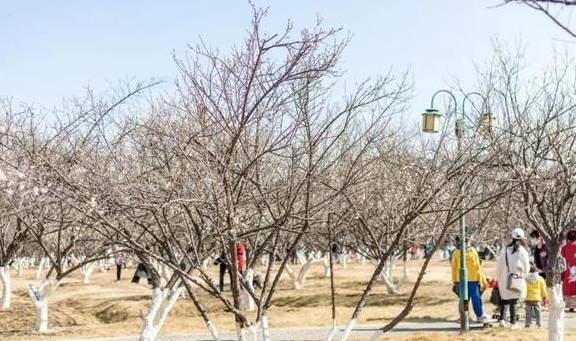 原创 广州「香雪梅花」开了!800000㎡梅花绽放,花期倒计时7天4