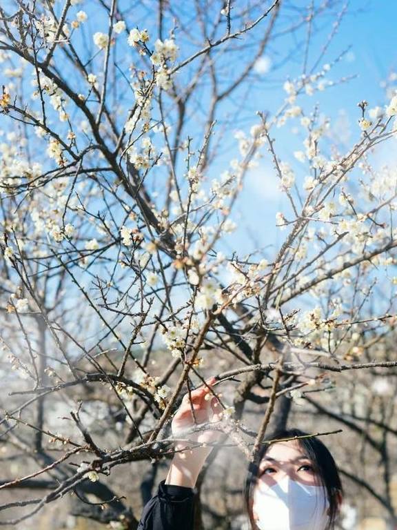 原创 广州「香雪梅花」开了!800000㎡梅花绽放,花期倒计时7天5