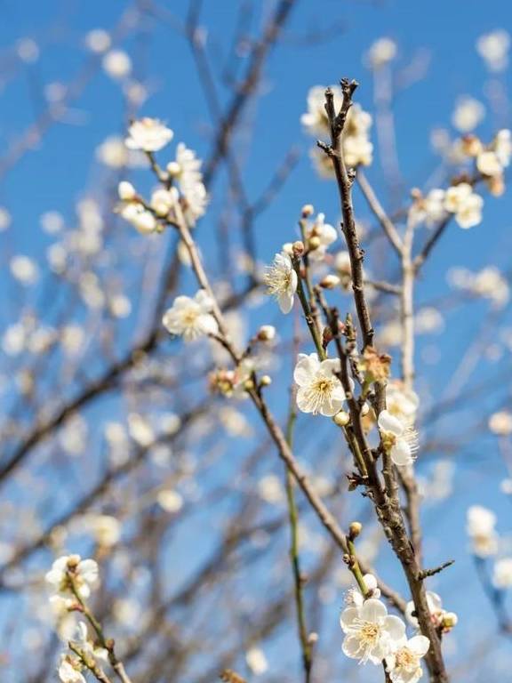 原创 广州「香雪梅花」开了!800000㎡梅花绽放,花期倒计时7天6