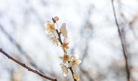 原创 广州「香雪梅花」开了!800000㎡梅花绽放,花期倒计时7天8