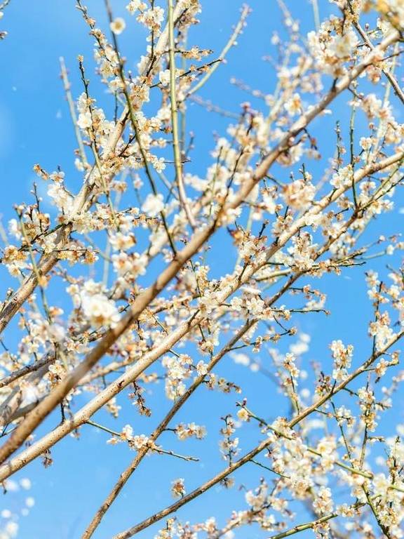 原创 广州「香雪梅花」开了!800000㎡梅花绽放,花期倒计时7天11
