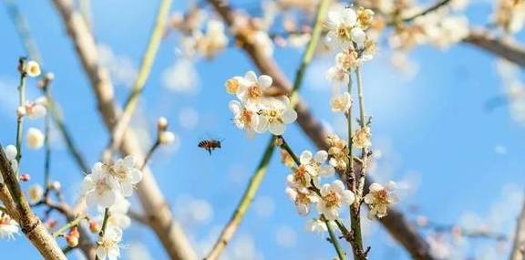 原创 广州「香雪梅花」开了!800000㎡梅花绽放,花期倒计时7天12